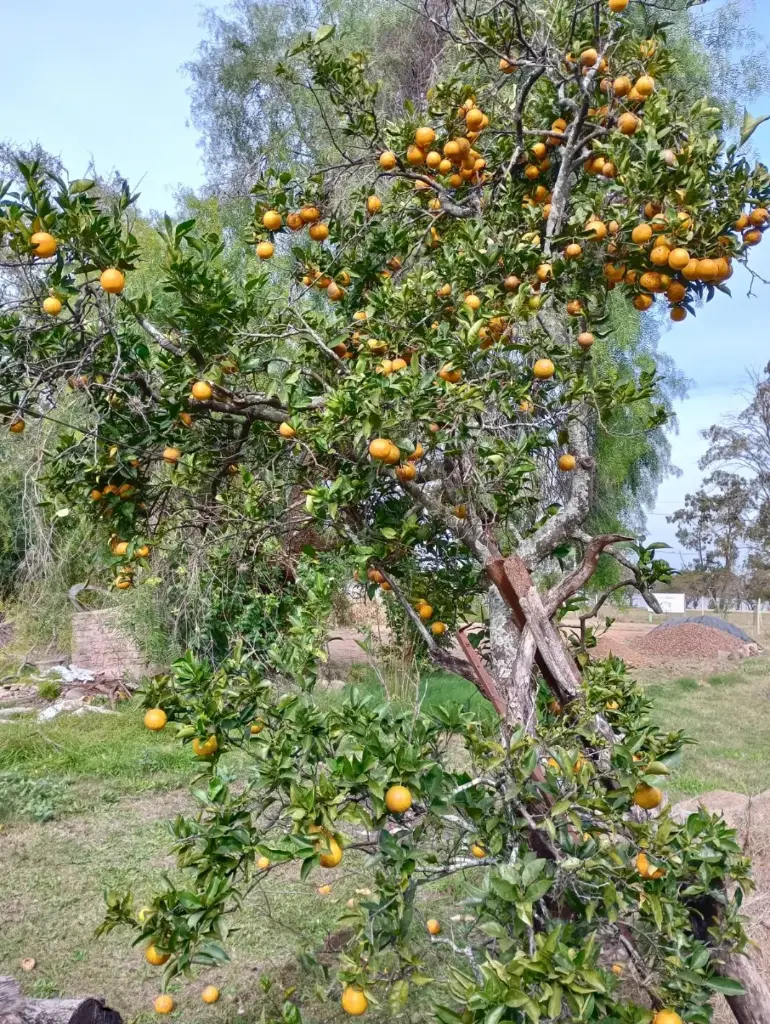 WhatsApp Image 2025-11-03 at 21.50.31.webp